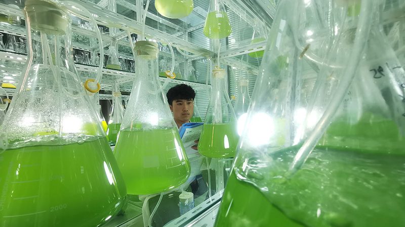 CDMO定制研发：揭秘技术转移流程中的关键步骤